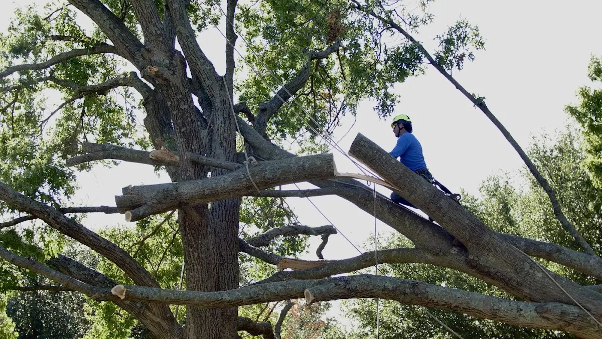 Professional Crown Thinning performed by certified arborists in Vail