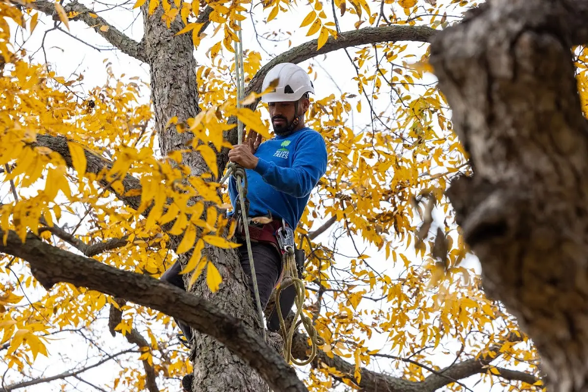 Skilled Tree Pruning crew working in Vail