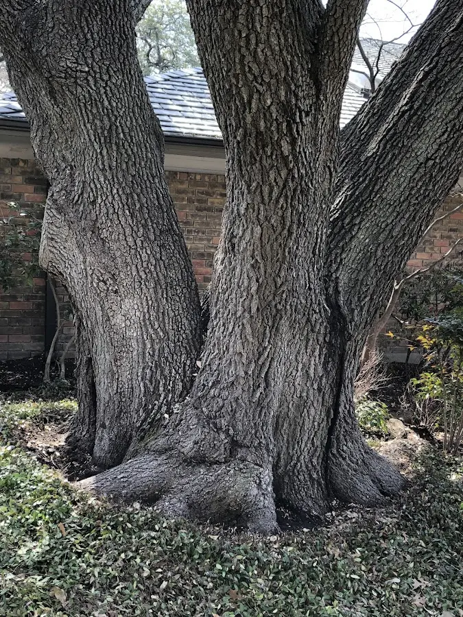 Mature heritage tree close to a Vail property cared for by certified arborists